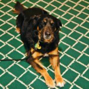 A black and brown dog laying on a green carpet.