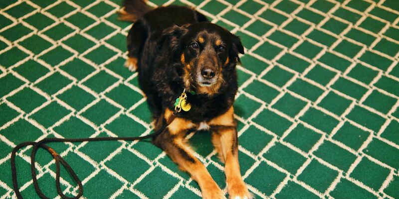 A black and brown dog laying on a green carpet.