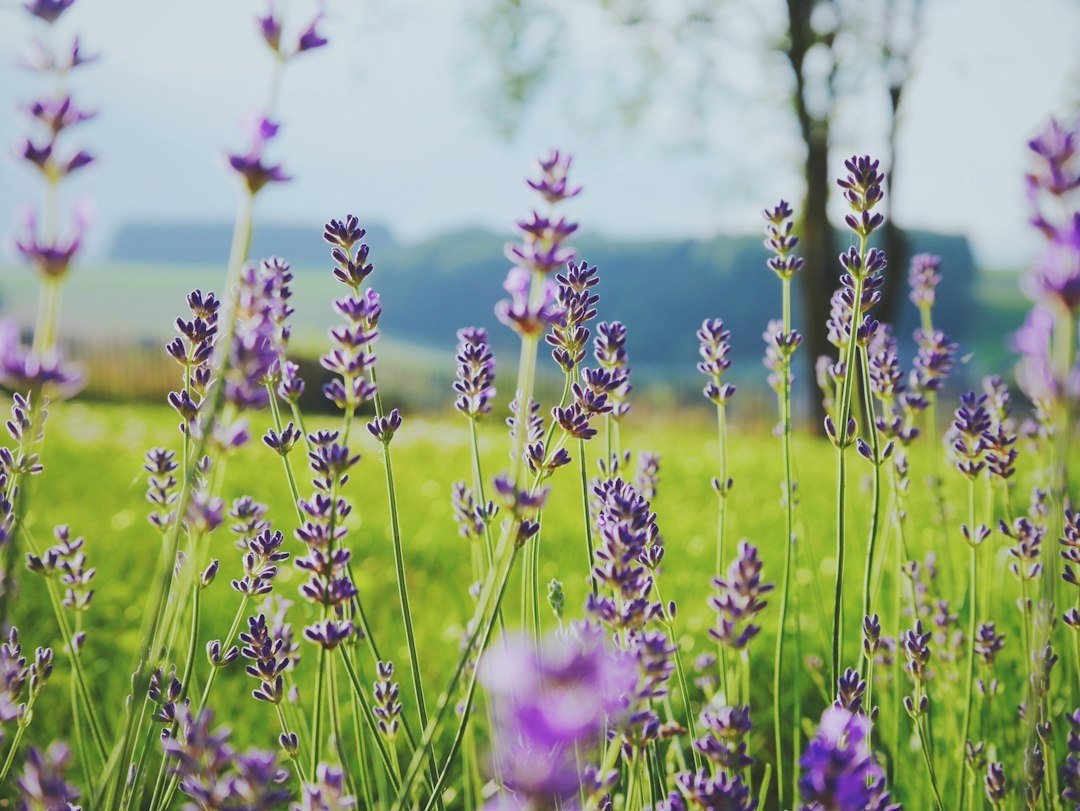 A close up of purple flowers.