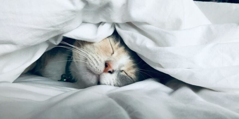 A cat sleeping under a white blanket.