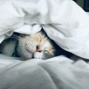 A cat sleeping under a white blanket.