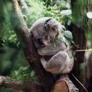A koala bear is sleeping in a tree.