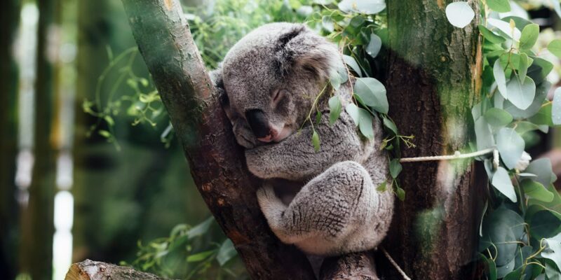 A koala bear is sleeping in a tree.