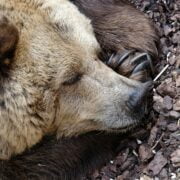 A brown bear sleeping on the ground.