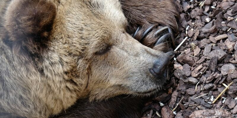 A brown bear sleeping on the ground.