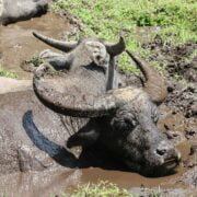 A group of buffalo laying in the mud.