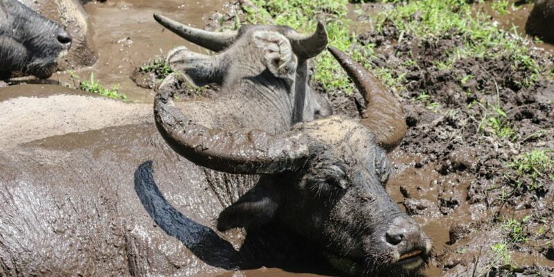 A group of buffalo laying in the mud.