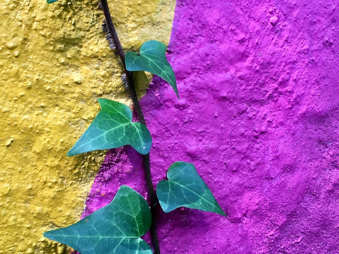 Ivy growing on a yellow and purple painted wall.