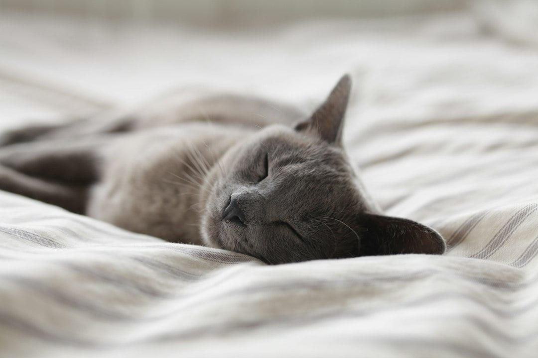 A cat lying on a bed.