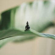 A small figurine on a leaf.