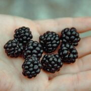 A person's hand holding a handful of blackberries.