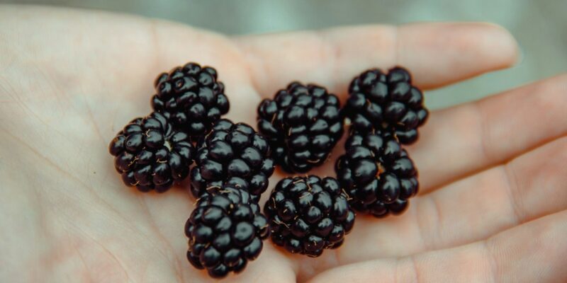 A person's hand holding a handful of blackberries.