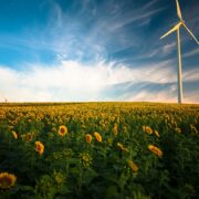 A field of sunflowers with windmills in the background.