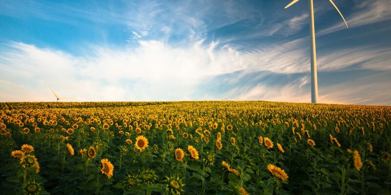 A field of sunflowers with windmills in the background.