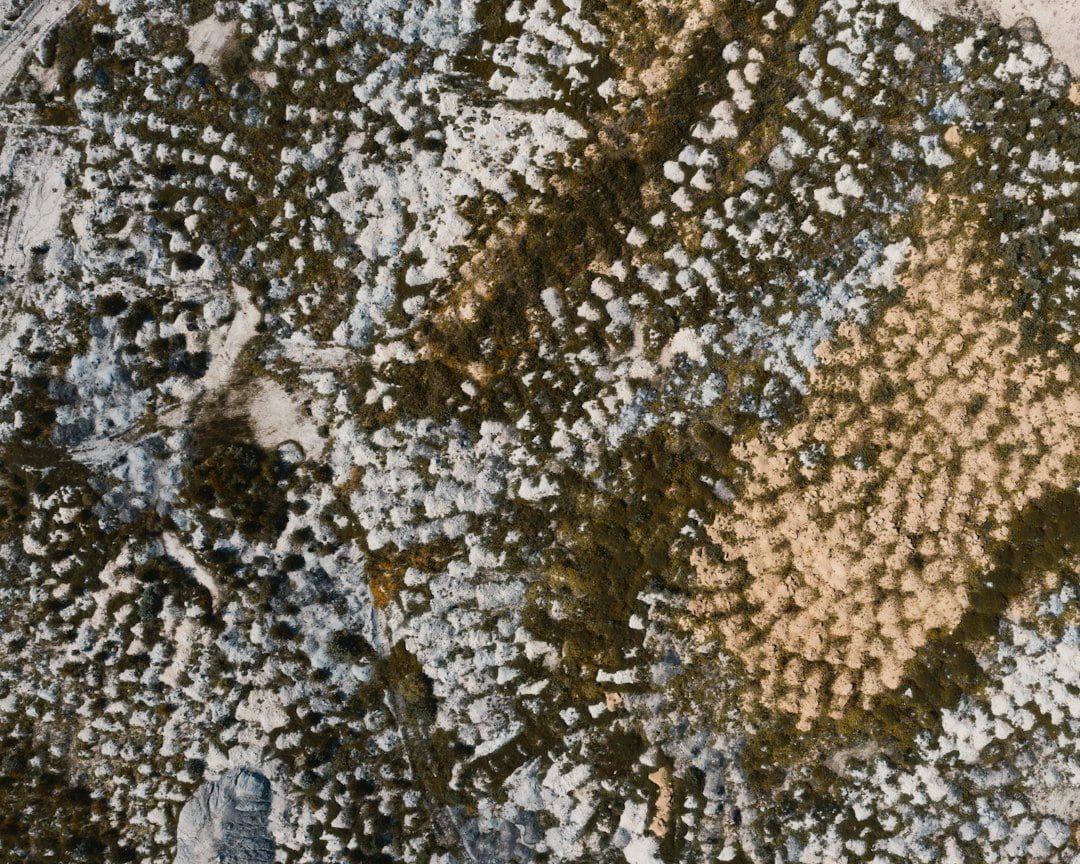 An aerial view of a tree covered in moss.