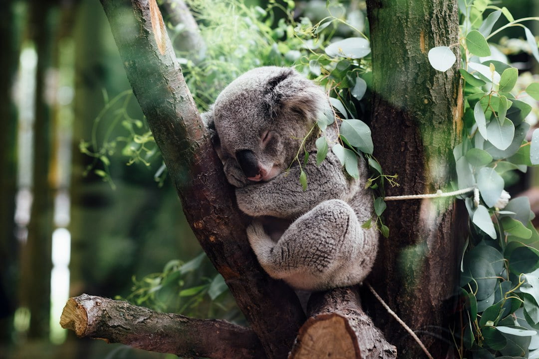 A koala bear sleeping in a tree.