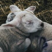 A baby sheep lying on hay.