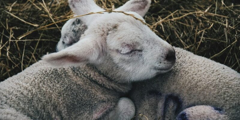 A baby sheep lying on hay.