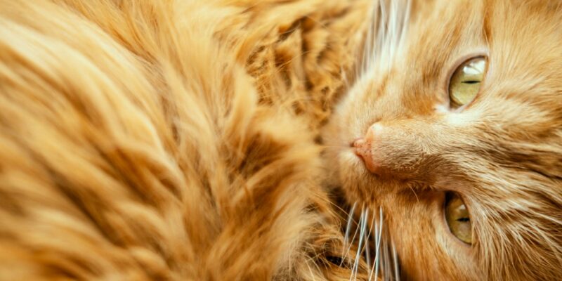 A close up of a cat's face.