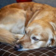 A dog lying on a couch.