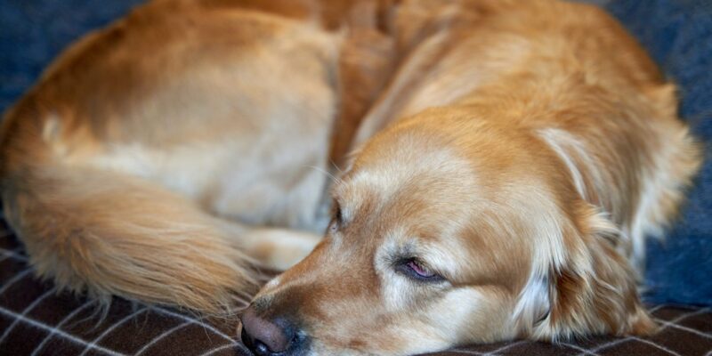 A dog lying on a couch.