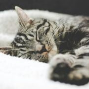 A tabby cat sleeping on a white blanket.