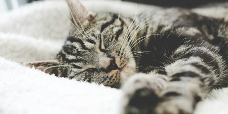 A tabby cat sleeping on a white blanket.