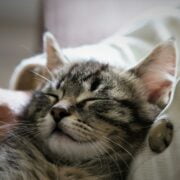 A cat sleeping on a person's lap.