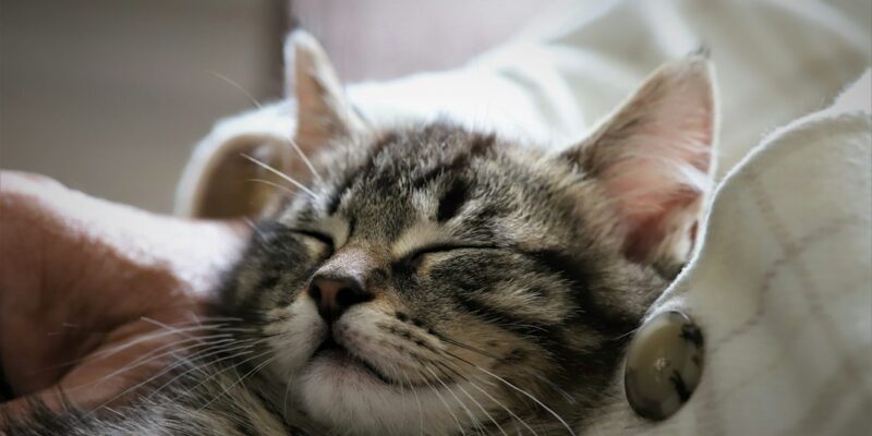 A cat sleeping on a person's lap.