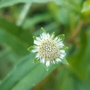 A white flower with green leaves.