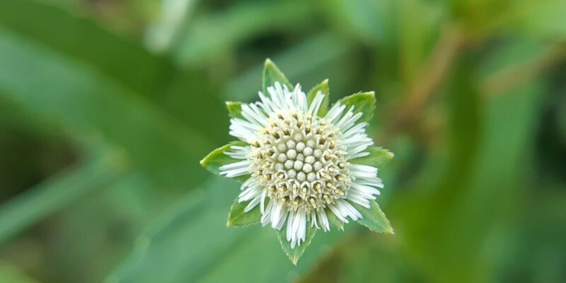 A white flower with green leaves.