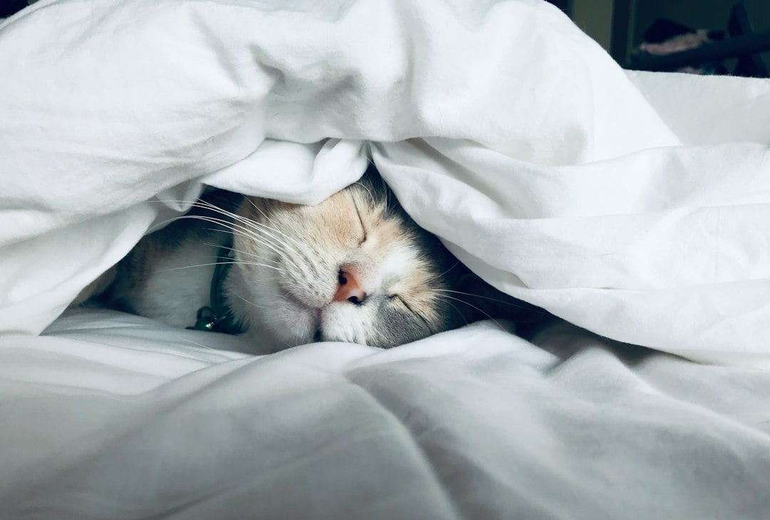 A cat sleeping under a blanket.