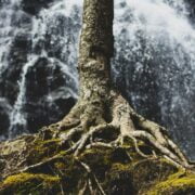 A tree with roots in front of a waterfall.