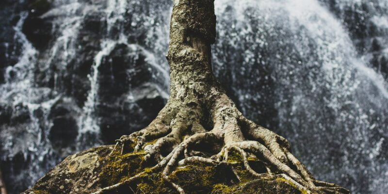 A tree with roots in front of a waterfall.