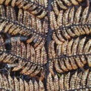 A close up of a fern leaf.