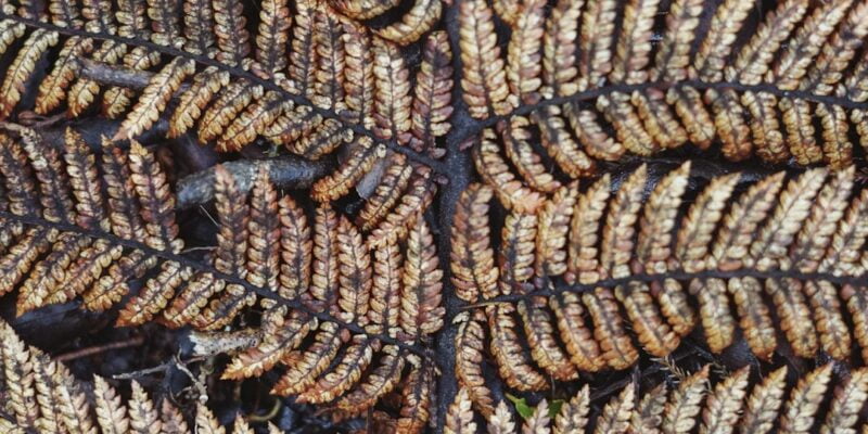 A close up of a fern leaf.