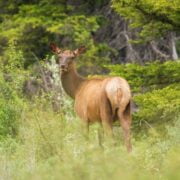 A lone elk standing in tall grass.