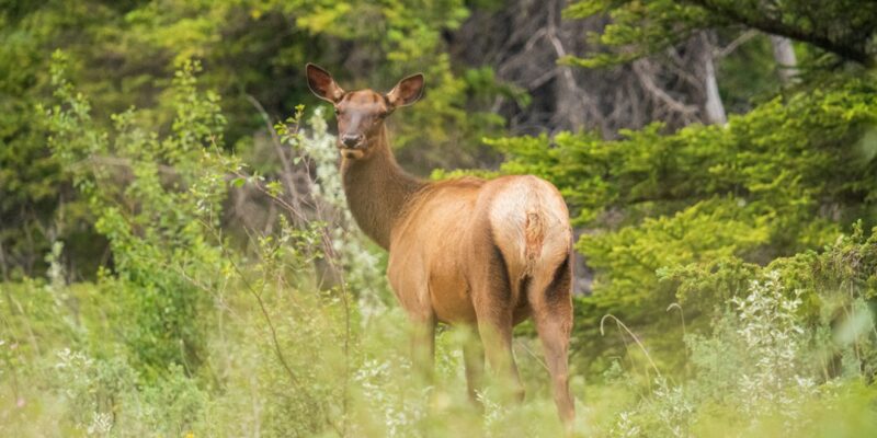 A lone elk standing in tall grass.