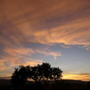 A lone tree in a field at sunset.