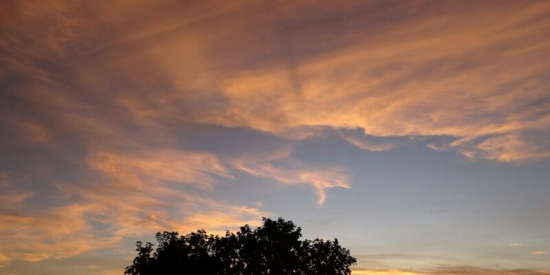 A lone tree in a field at sunset.