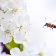 Photo best bee pollen