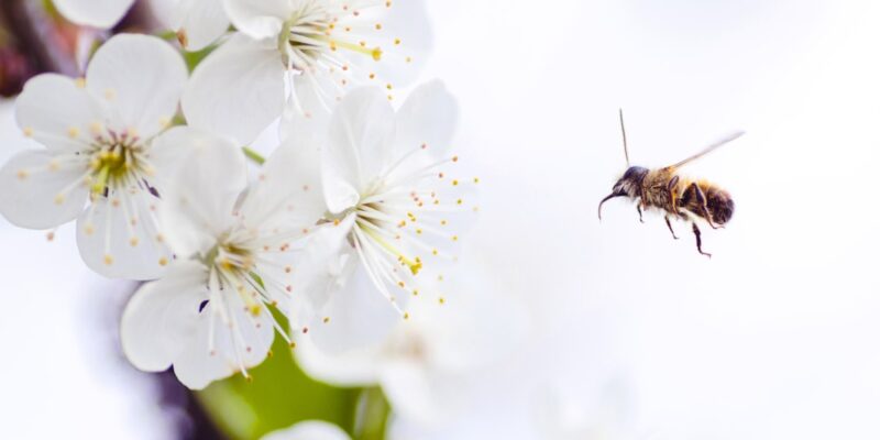 Photo best bee pollen