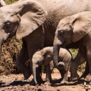 Photo drunk elephant beste no 9 jelly cleanser