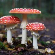 Photo best mushroom supplement for brain health