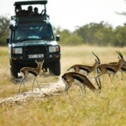 Photo Safari Jeep