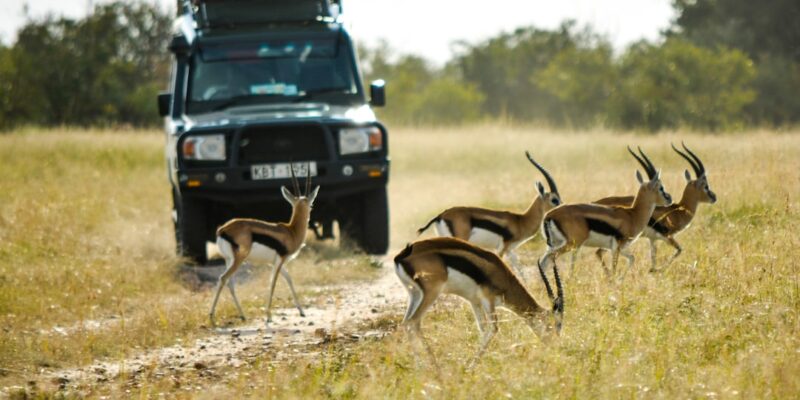 Photo Safari Jeep