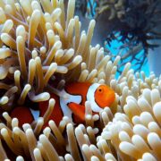 Photo Great Barrier Reef