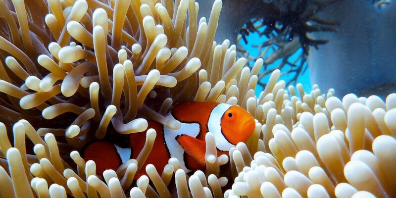 Photo Great Barrier Reef