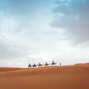 Photo Camels, Dunes