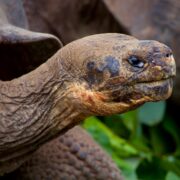 Photo Galapagos wildlife